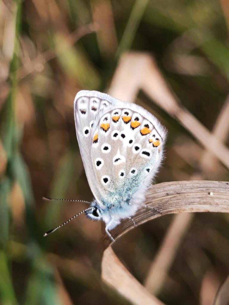 This butterfly has folded wings, with blue fluff bleeding in from the head.

It carries a very stylised pattern of black spots, with a fan of orange splashes