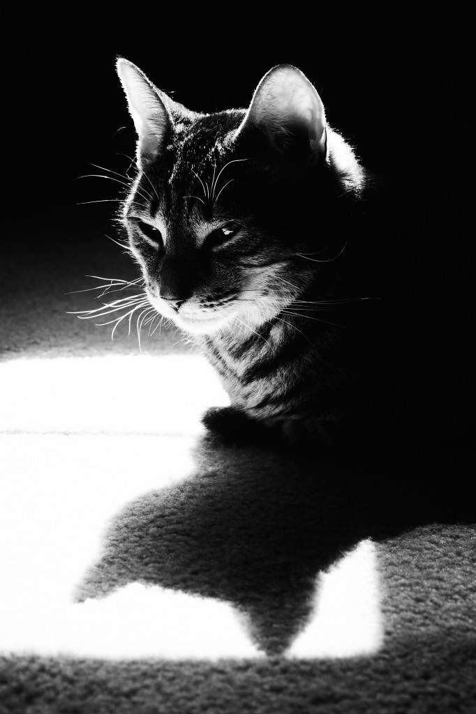 Black and white photograph of a small tabby cat sitting on a carpeted floor.