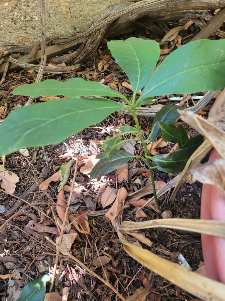 Green leaves on a plant growing randomly from the ground