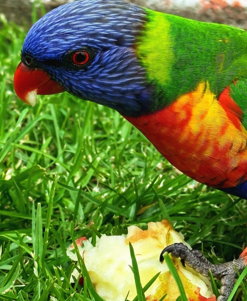 Rainbow lorikeet eating an apple in the grass