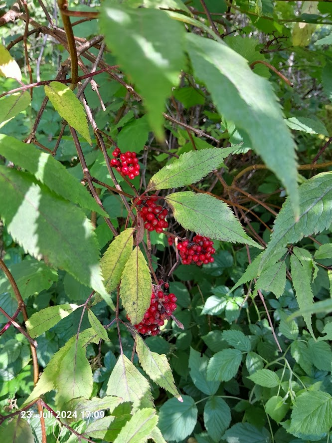 Roter Holunder a Südrand eines Gehölzes 