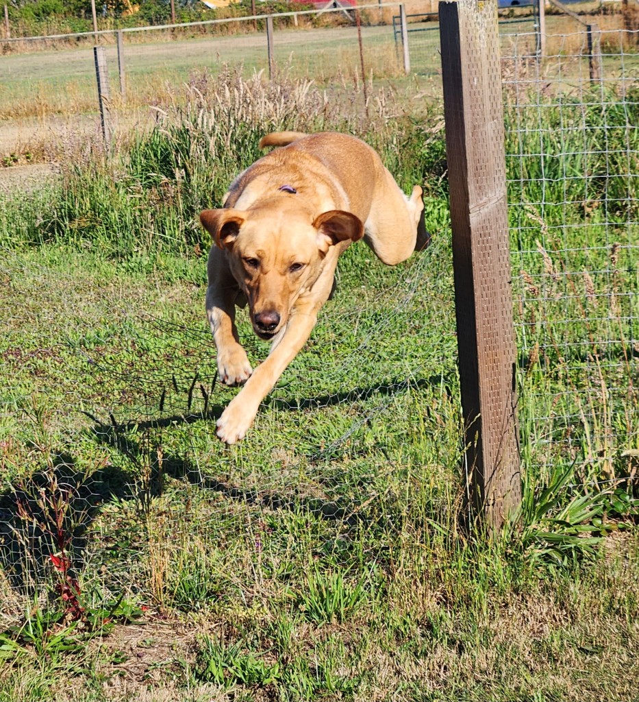 Golden Labrador retriever jumping over a short fence. She is in mid-air coming towards the camera.