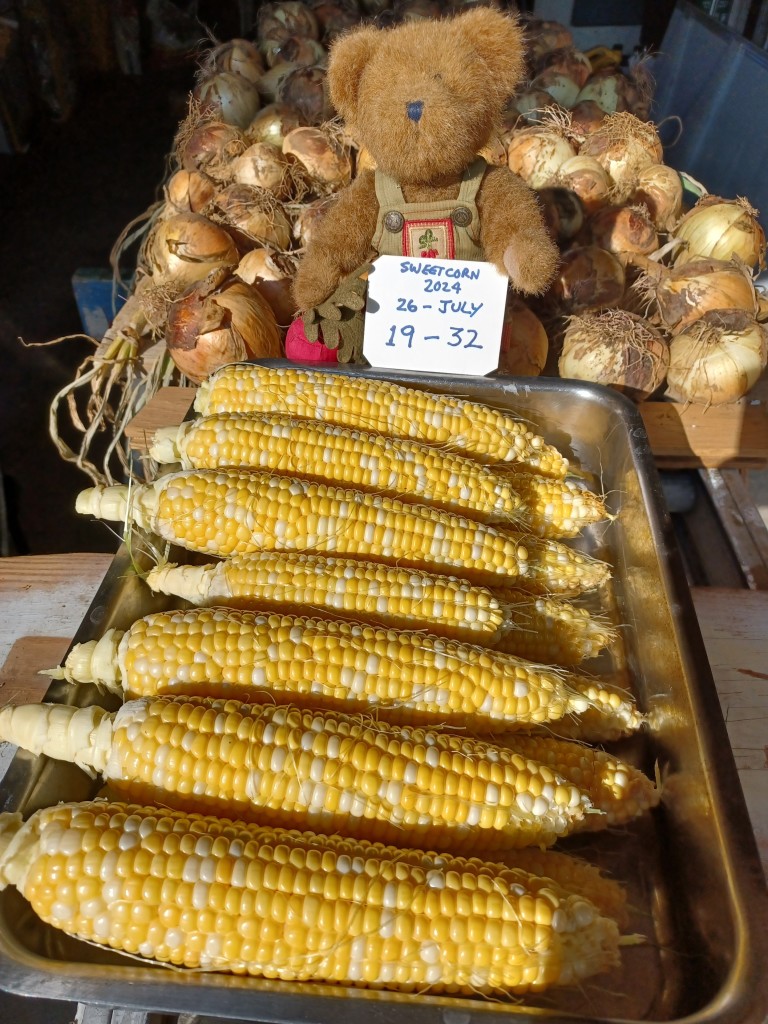 A ten inch tall, light brown teddy bear in green overalls sits looking directly at the camera. He is holding a beet in his right paw.  There is a bunch of beets embroidered on the bib of his overalls. 
He is sitting behind a 10 inch wide metal roasting pan containing 14 ears of husked sweetcorn.