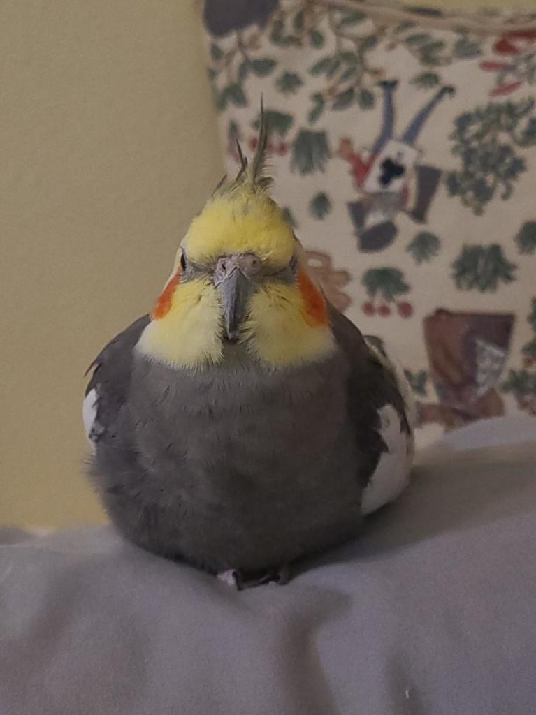 A photo of a cockatiel sitting on a pillow in Borb Mode, with one eye cracked open. 