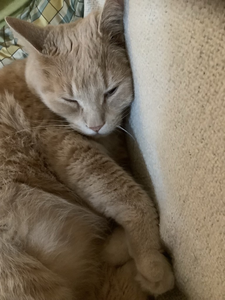 Beige cat sleeping, with his face squished up against the back of a couch. 