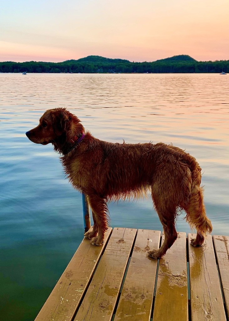 A wet dog standing on a wooden dock by a lake at sunset.