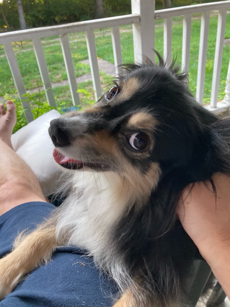 A black and brown mini Aussie looks up at the camera with pure love in her eyes. Little bit of pink tongue slip going on. In the background is a man’s leg and white porch railing. Beyond that, grass 