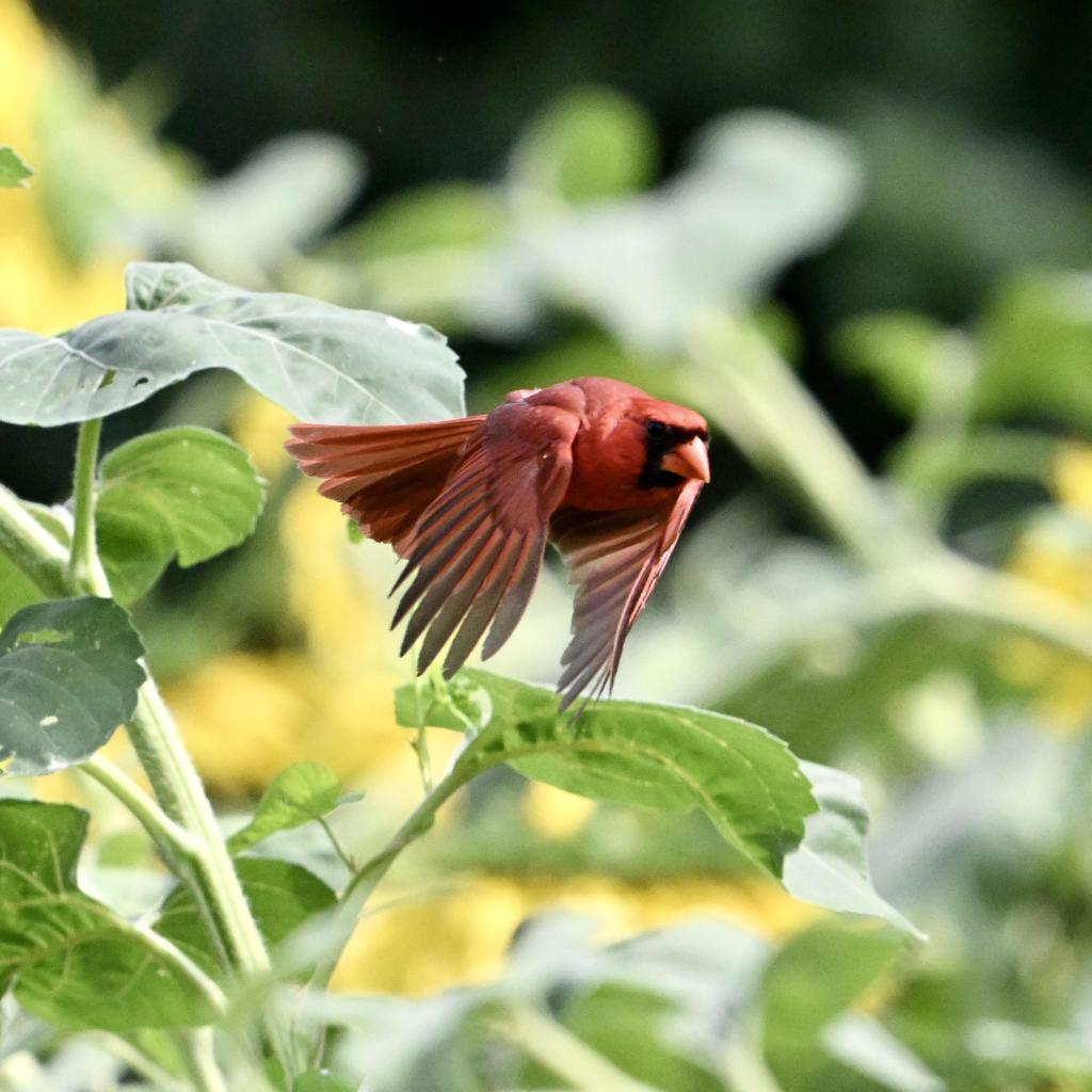 A Northern cardinal in flight. The bird is entirely red, though it has a black "mask" on its face behind its red beak. The background is out-of-focus sunflowers.