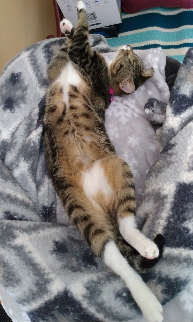 A 1 year old tabby cat with white markings is lying on her back on top of some soft, grey and white blankets on a small cat tower.  Her body is curved, and her legs are stretched out, as if she were dancing.