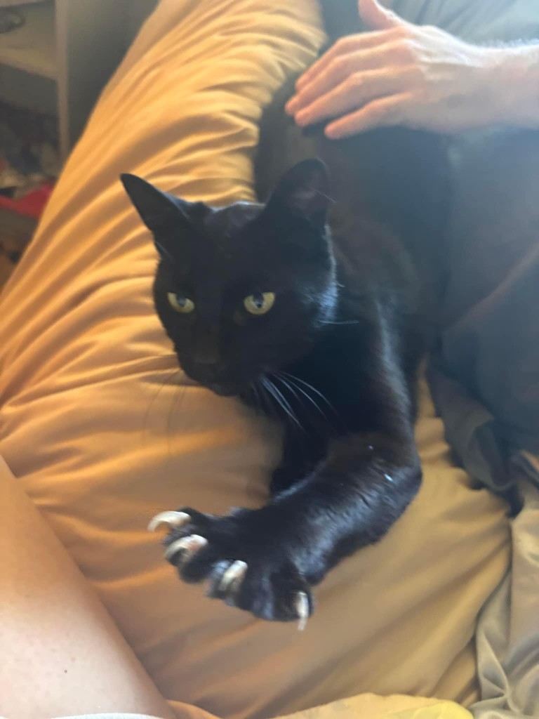 The image shows a black cat with yellow eyes lying on a bed with a yellow blanket. The cat's paw is extended towards the camera, and there is a human hand visible on the right side of the image. The background is blurred, but it appears to be a room with a bookshelf. The image does not contain any educational content or exhibitions, and it is not possible to provide a detailed description of the setting or the context of the image based on the visible elements.