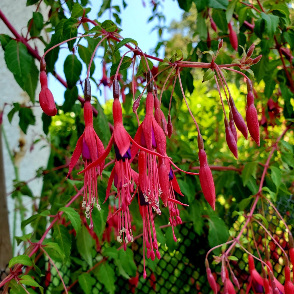 Fuschia flowers in full bloom.