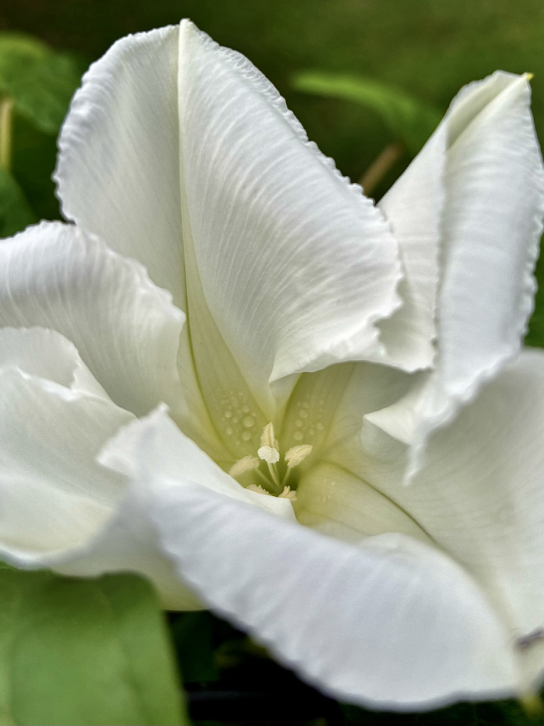 Moonflower in bloom 