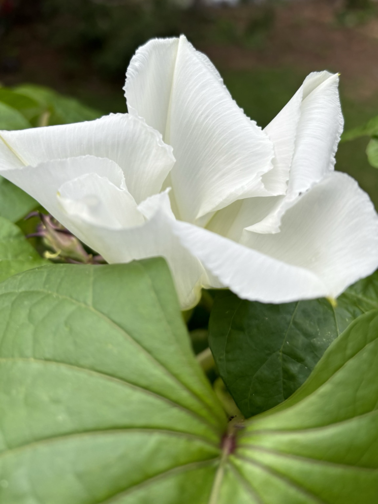 Moonflower just about to open