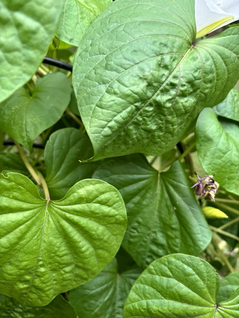 Heart shaped Leaves on the moonflower 