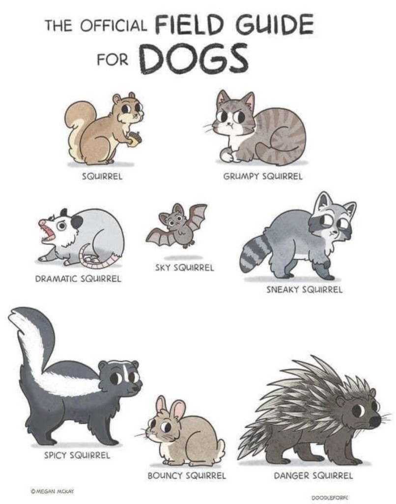 The official Field Guide for Dogs
Drawing of different animals.
Squirrel - squirrel
Cat - grumpy squirrel 
Bat - sky squirrel 
Raccoon - sneaky squirrel 
Skunk - spicy squirrel
Rabbit - bouncy squirrel
Hedgehog- danger squirrel
