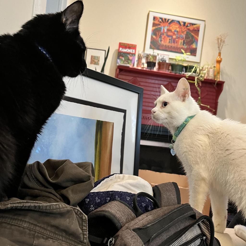 a white cat and a black cat stare at one another in a cluttered room