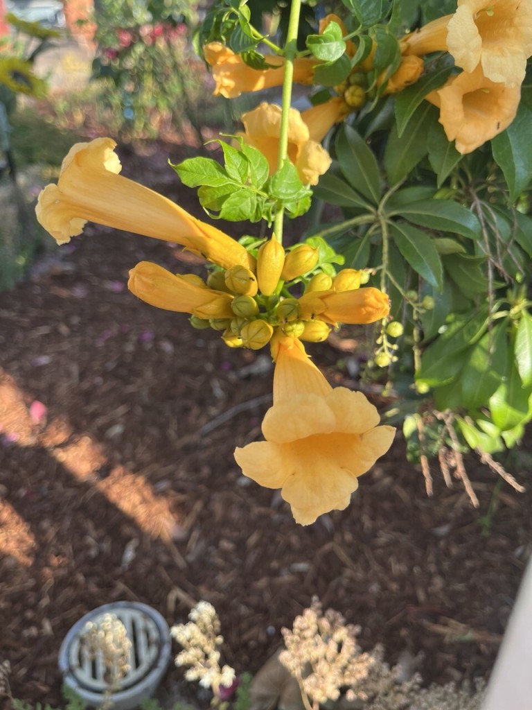 Large yellow flowers in a tubular shape, growing on a vine over a bush.