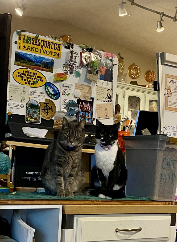 Momma and Finster foster kitties giving me stink eye for no it her reason than I didn’t give them more food and I am sitting on the couch with the dogs 