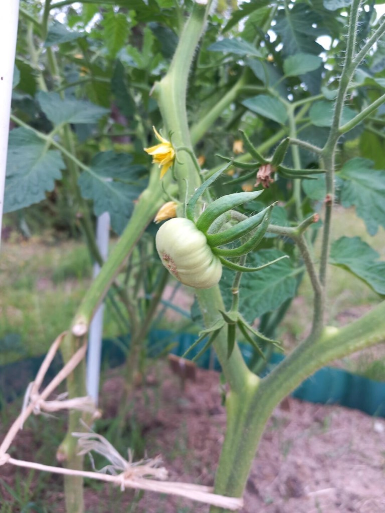 Der erste eigene Garten, die ersten eigenen Tomaten 🍅 