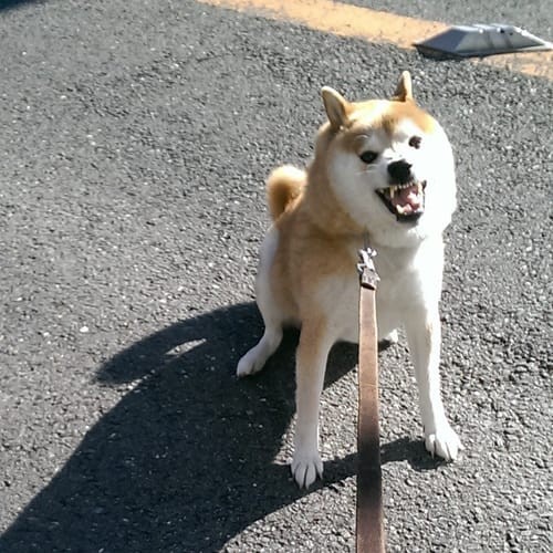 a random shiba from shibes.lol