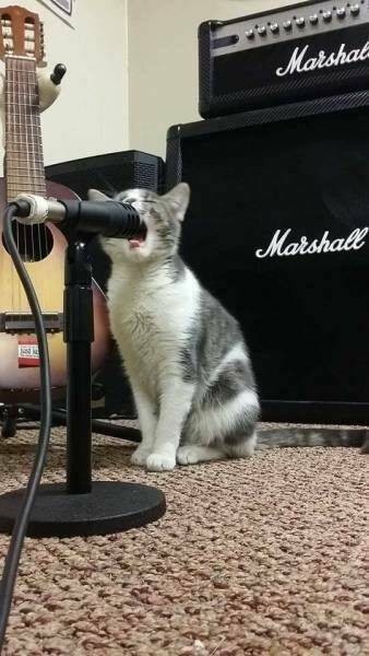 Kitty yelling into a microphone 