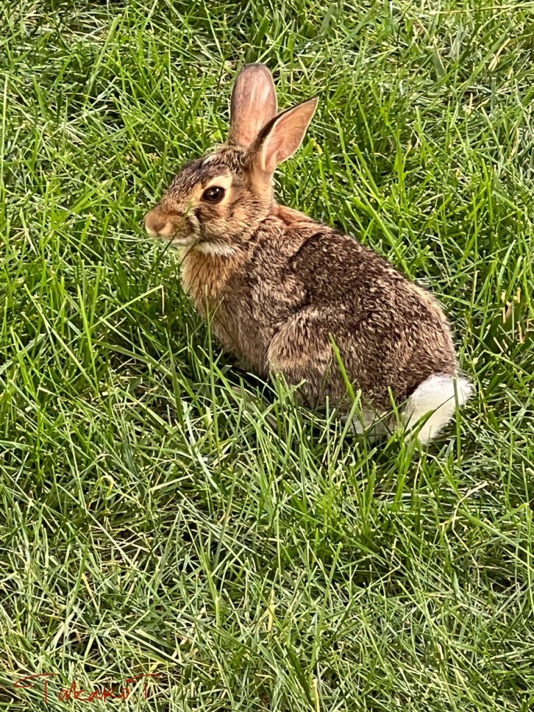 A small reddish agouti rabbit is in the lawn, facing away, showing her cotton-ball-like tail. Her head is turned to left, long ears alert, and looking back, keeping an eye on yours truly.
Zoomed vertical closeup. The grass is green.