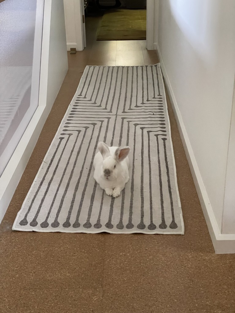 Chuck the bunny lying on a rug in the hallway