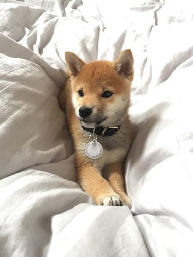 a random shiba from shibes.lol