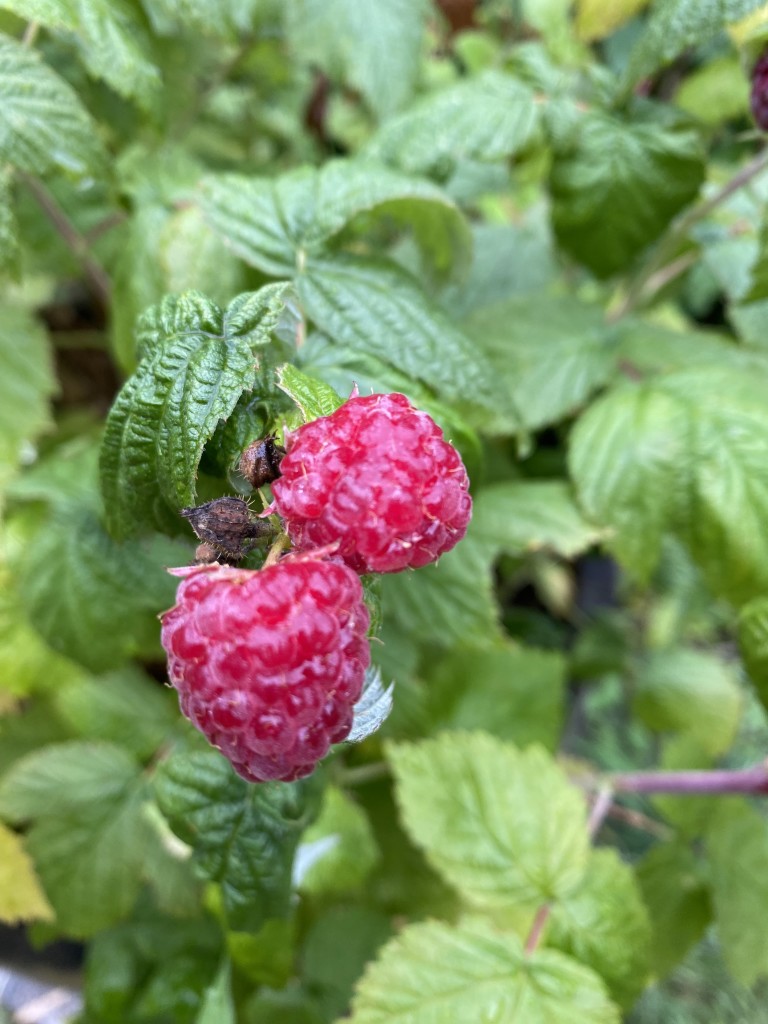 Himbeeren 