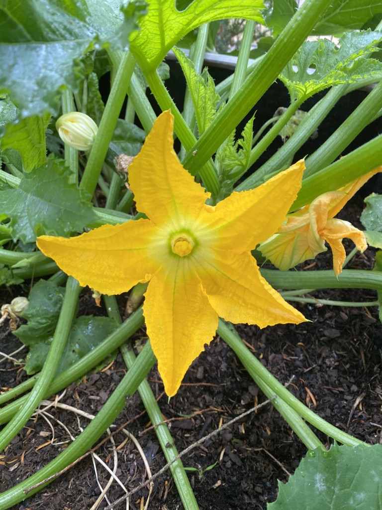 Große Zucchiniblüte