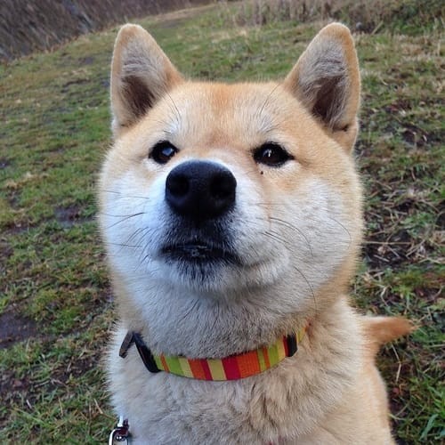 a random shiba from shibes.lol