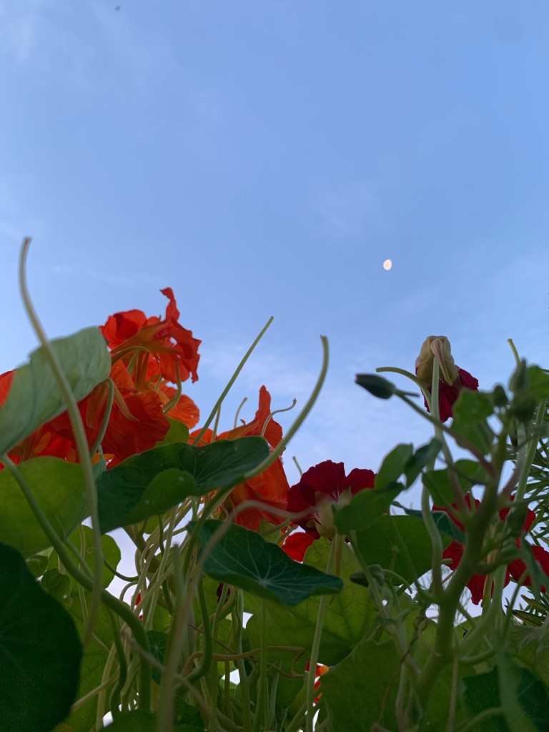 im vordergrund leuchtend orange-rote kapuzinerblüten. dahinter ein blassblauer morgrnhimmel mit mond. 