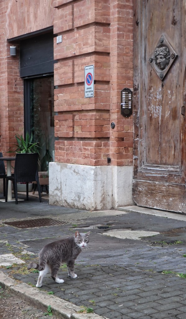 White and grey-striped kitty in front of a monumental wooden door next to a cafe. The kitty is looking back at the photographer to entice her into following (kitty has their bowl outside the cafe but it was empty!) and meowing encouragement (or cursing her for being so slow).