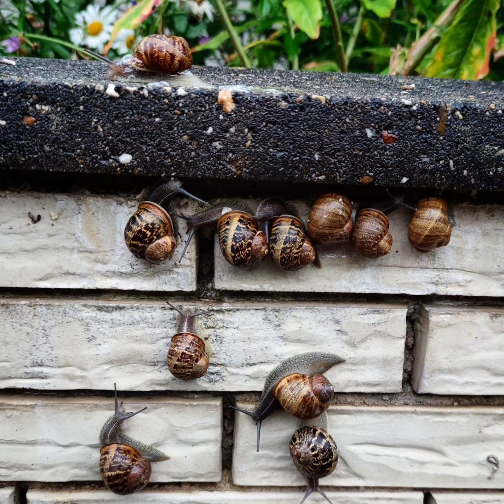 11 Schnecken versuchen eine Mauer zu überwinden,  um in den Garten zu kommen.