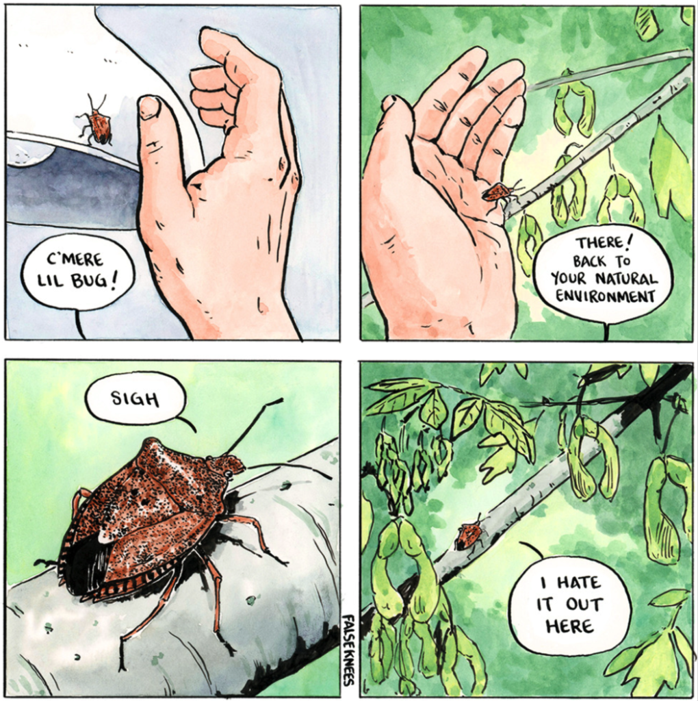 Four pannel cartoon by falseknees.

"c'me lel bug" 
A human hand removes a stink bug from a lampshade.

"there! back to your natural environment"
The human hand gently places the bug on an oak tree outside. 

We move closer to the bug, who is drawn very realistically, but has lively little eyes "sigh" says the stinkbug.

We move out a bit to show the bug resting on the oak branch in nature "I hate it out here" says the bug. 