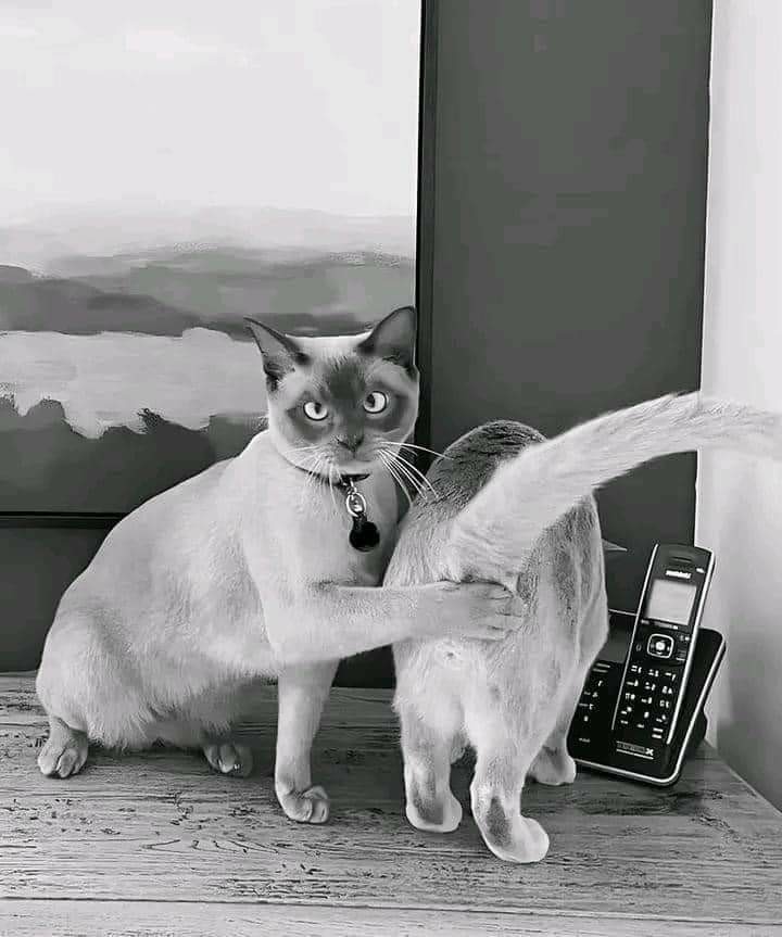 2 Siamese cats. One is facing the camera, and one has its rear to the camera. The cat facing has a paw up to the rear end and is looking into the camera. It's shielding the area from sight, directly under the other cat's tail. There is also a house phone on the right side of the frame.