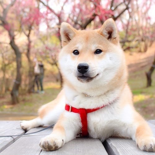 a random shiba from shibes.lol