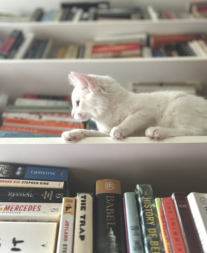 Blum laying on one of the book shelves.