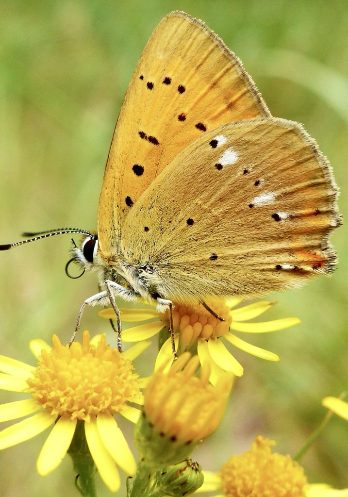 The male Scarce Copper has a striking orange coloration on the upper side of its wings with a few black spots, while the female is more subdued, having a brownish upper side with orange and black markings.