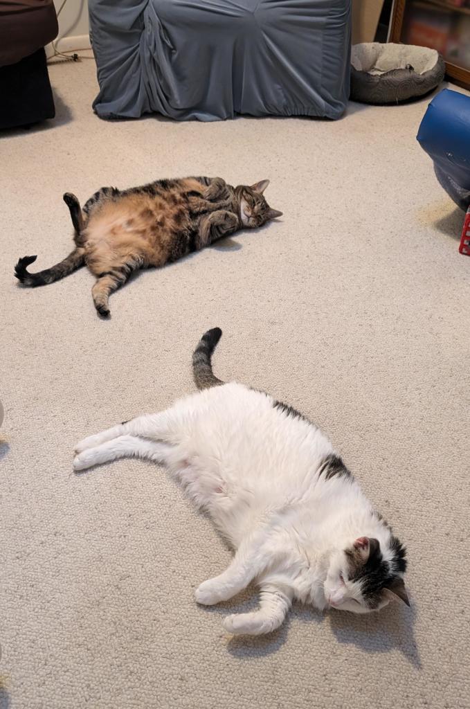 A brown and tan striped tabby cat and a white cat with a few black and brown spots, sprawled on a white-ish carpet like they’re melting from the heat