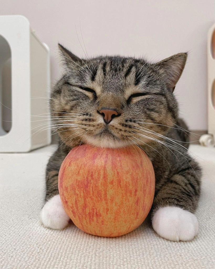 A close up front on photo of a small tabby cat resting it's head on a red and yellow apple. Its eyes are blissfully closed, white whiskers extended. Its white paws sit on either site of the apple