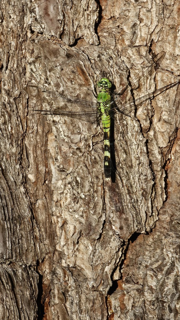 Dragonfly on Pine tree trunk. The insect is long and bright green with black bands on the tail end.