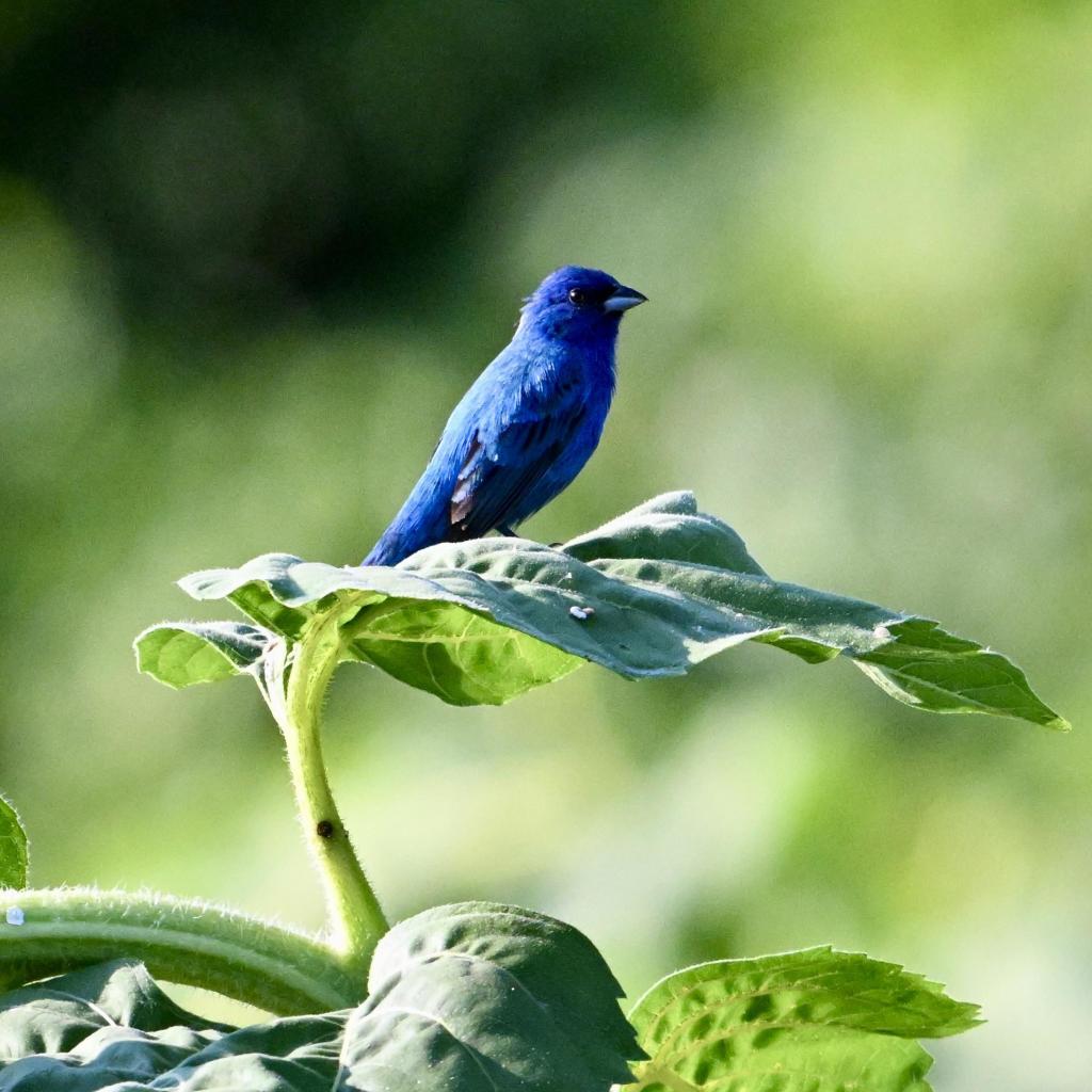 An indigo bunting perched atop a leaf. The bird is almost entirely blue except for its black eyes, beak, and the tips of its wings. The background is out-of-focus green foliage in the distance.