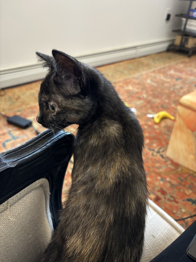 A photo of a small, tortise-shell kitten peering tentatively around the edge of a chair.