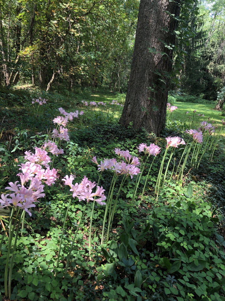 Pink likies growing around a tree in dappled sunlight. 