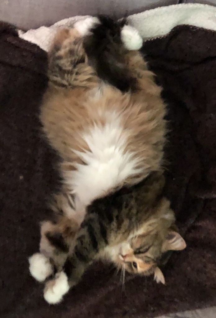 fluffy tabico cat lying on her back on a blanket