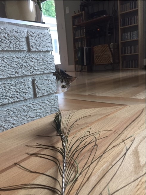 Only one eye of a tabby kitty is visible as she peeks from behind a brick hearth.  She is stalking a feather that is being dragged enticingly.  Will she pounce?