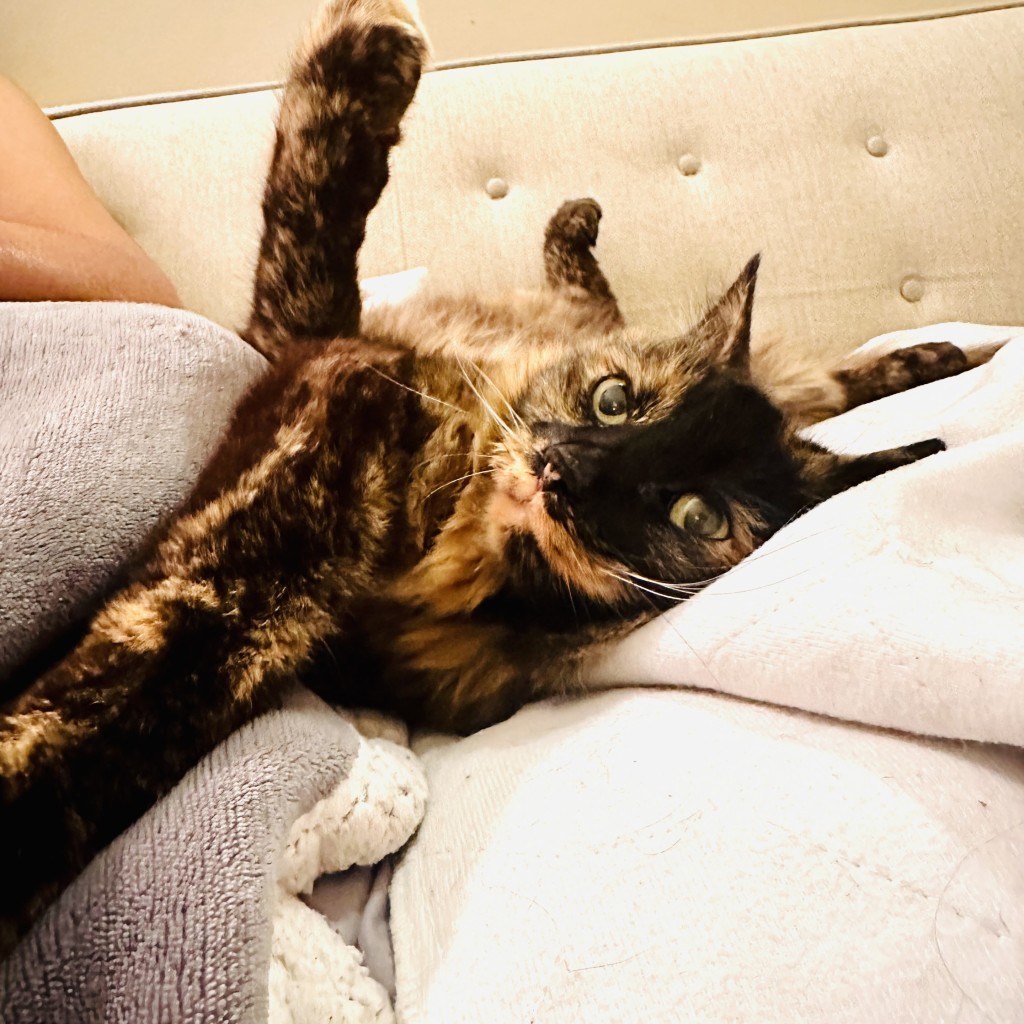 A senior tortie flopping over with paws in the air