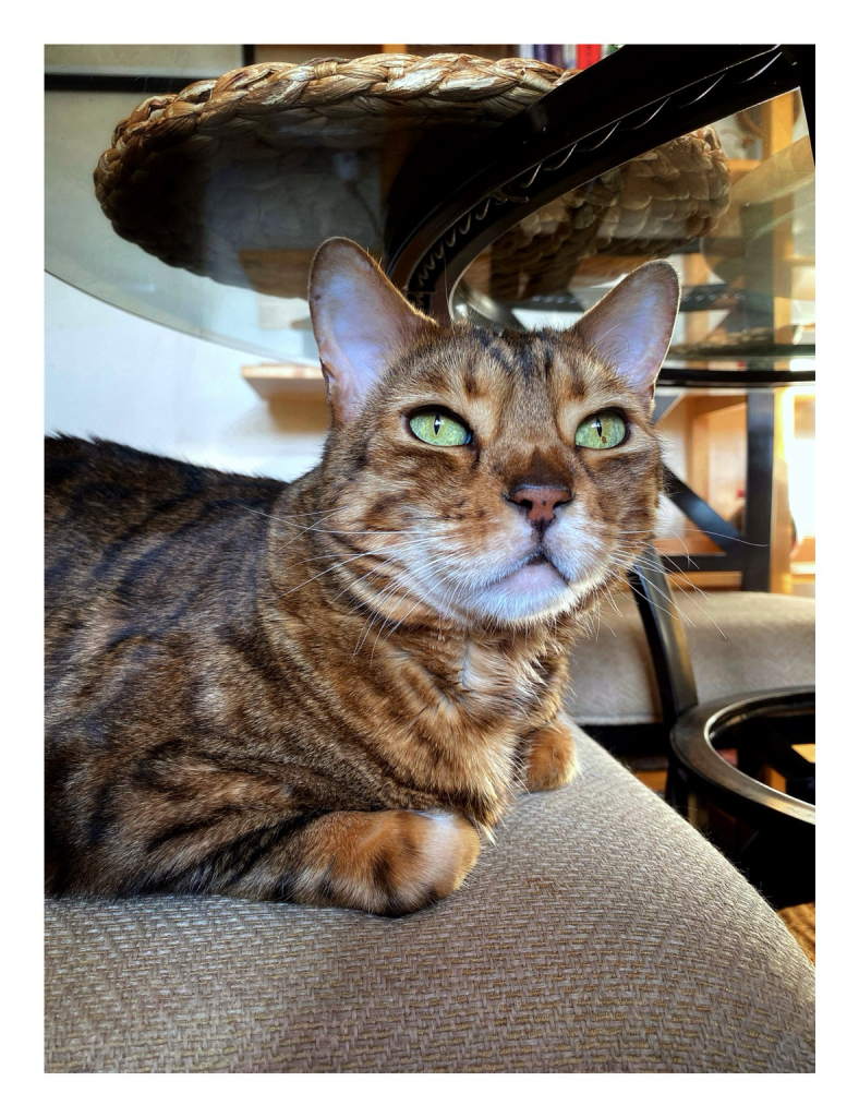 Here you see my beautiful bengal cat Neko sitting in the loaf position on his Dad’s kitchen chair positioned under the glass table top. The kitchen is sunny which brings out the colour of his golden brown coat and his sage green eyes.