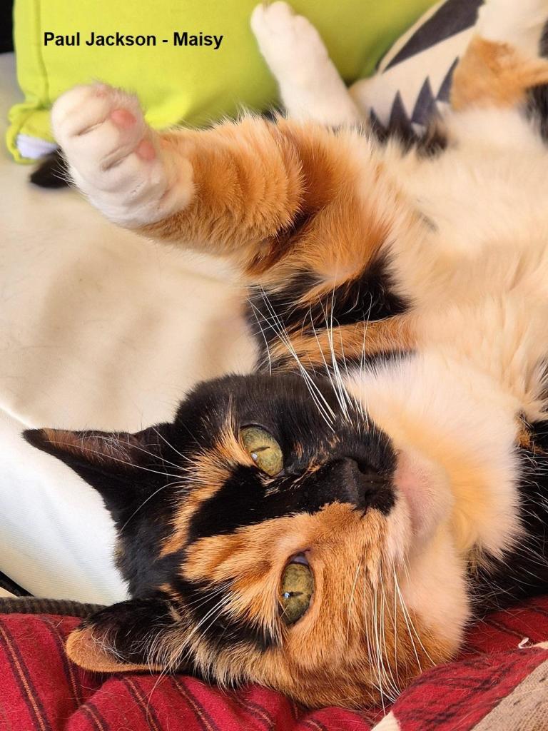 Maisy, a calico cat, is laying next to me on a garden chair. She has rolled over onto her back with one paw reaching up towards us. She has an almost half orange and half black face and her fluffy white tummy is on display.